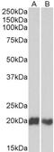 G Protein Nucleolar 3 antibody, 43-624, ProSci, Enzyme Linked Immunosorbent Assay image 