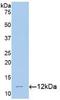 Melatonin Receptor 1A antibody, LS-C300907, Lifespan Biosciences, Western Blot image 