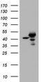 Chromobox 8 antibody, TA800499AM, Origene, Western Blot image 