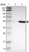 Zinc Finger Protein 165 antibody, NBP2-48507, Novus Biologicals, Western Blot image 