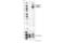 Fibroblast Growth Factor Receptor 1 antibody, 52928S, Cell Signaling Technology, Western Blot image 