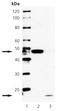Caspase 2 antibody, ADI-905-685-100, Enzo Life Sciences, Western Blot image 