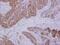 Obg Like ATPase 1 antibody, PA5-31228, Invitrogen Antibodies, Immunohistochemistry paraffin image 