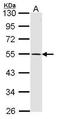 Dopamine receptor D1 antibody, PA5-27172, Invitrogen Antibodies, Western Blot image 