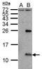 Influenza A Virus NS2 antibody, PA5-32234, Invitrogen Antibodies, Western Blot image 