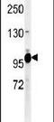 TELO2 Interacting Protein 1 antibody, PA5-24898, Invitrogen Antibodies, Western Blot image 
