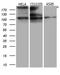 IQ Motif Containing GTPase Activating Protein 1 antibody, LS-C795194, Lifespan Biosciences, Western Blot image 