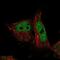 Glutaredoxin 2 antibody, PA5-54692, Invitrogen Antibodies, Immunofluorescence image 
