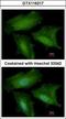 Dynein Axonemal Light Intermediate Chain 1 antibody, GTX116217, GeneTex, Immunofluorescence image 