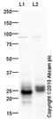 Surfactant Protein C antibody, ab90716, Abcam, Western Blot image 