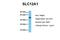 Solute Carrier Family 12 Member 1 antibody, NBP1-57622, Novus Biologicals, Western Blot image 