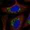 ATP Synthase Membrane Subunit DAPIT antibody, NBP2-55149, Novus Biologicals, Immunofluorescence image 