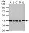 Glutamic-Oxaloacetic Transaminase 2 antibody, PA5-77990, Invitrogen Antibodies, Western Blot image 