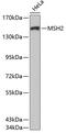 MutS Homolog 2 antibody, 13-019, ProSci, Western Blot image 