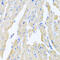 Motilin antibody, 22-179, ProSci, Immunohistochemistry frozen image 