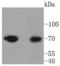 Moesin antibody, A00766-2, Boster Biological Technology, Western Blot image 