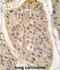 WNT Inhibitory Factor 1 antibody, abx031660, Abbexa, Immunohistochemistry frozen image 