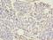 Collectrin, Amino Acid Transport Regulator antibody, A51353-100, Epigentek, Immunohistochemistry paraffin image 