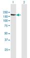 ABI Family Member 3 Binding Protein antibody, H00025890-B01P, Novus Biologicals, Western Blot image 