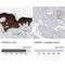 Protein AHNAK2 antibody, NBP2-47554, Novus Biologicals, Immunohistochemistry paraffin image 