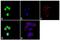 Kruppel Like Factor 1 antibody, 701884, Invitrogen Antibodies, Immunofluorescence image 