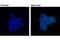Spleen Associated Tyrosine Kinase antibody, 4349S, Cell Signaling Technology, Immunocytochemistry image 