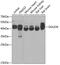 Deoxyguanosine Kinase antibody, GTX32559, GeneTex, Western Blot image 