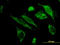 Heat Shock Protein Family E (Hsp10) Member 1 antibody, LS-C197470, Lifespan Biosciences, Immunofluorescence image 