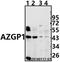 Alpha-2-Glycoprotein 1, Zinc-Binding antibody, GTX66755, GeneTex, Western Blot image 
