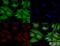 Ezrin antibody, NBP2-52977, Novus Biologicals, Immunofluorescence image 