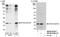 Eukaryotic Translation Initiation Factor 3 Subunit K antibody, NB100-93304, Novus Biologicals, Western Blot image 