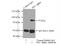 Protein Kinase C Alpha antibody, 21991-1-AP, Proteintech Group, Immunoprecipitation image 