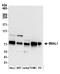 Aryl Hydrocarbon Receptor Nuclear Translocator Like antibody, A302-616A, Bethyl Labs, Western Blot image 