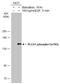 1-phosphatidylinositol-4,5-bisphosphate phosphodiesterase gamma-1 antibody, GTX133465, GeneTex, Western Blot image 