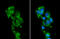 Monoamine Oxidase B antibody, GTX105970, GeneTex, Immunofluorescence image 