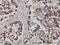 FMR1 Autosomal Homolog 1 antibody, LS-C133537, Lifespan Biosciences, Immunohistochemistry paraffin image 
