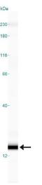 Interferon Induced Transmembrane Protein 3 antibody, NB600-1534, Novus Biologicals, Western Blot image 