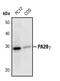 Proteasome Activator Subunit 3 antibody, PA5-17333, Invitrogen Antibodies, Western Blot image 