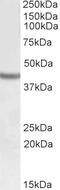 SRY-Box 3 antibody, PA5-19313, Invitrogen Antibodies, Western Blot image 