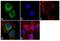 Cholecystokinin B Receptor antibody, PA3-201, Invitrogen Antibodies, Immunofluorescence image 