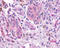 Olfactory receptor 2A4 antibody, TA317647, Origene, Immunohistochemistry paraffin image 