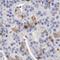 NTPDase 6 antibody, FNab02785, FineTest, Immunohistochemistry frozen image 