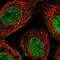 Nucleoporin 35 antibody, NBP1-92214, Novus Biologicals, Immunofluorescence image 