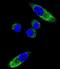 Cytochrome P450 Family 1 Subfamily A Member 1 antibody, GTX81231, GeneTex, Immunocytochemistry image 