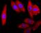 Superoxide Dismutase 1 antibody, NBP2-67158, Novus Biologicals, Immunocytochemistry image 