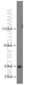 MAP3K12 Binding Inhibitory Protein 1 antibody, 10685-1-AP, Proteintech Group, Western Blot image 