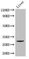 CD151 Molecule (Raph Blood Group) antibody, CSB-PA004880LA01HU, Cusabio, Western Blot image 