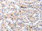 Cyclin Dependent Kinase 7 antibody, CSB-PA440881, Cusabio, Immunohistochemistry paraffin image 