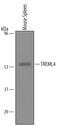 Trem-like transcript 4 protein antibody, AF5500, R&D Systems, Western Blot image 