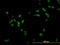 Regulator Of Chromosome Condensation 1 antibody, LS-B6024, Lifespan Biosciences, Immunofluorescence image 